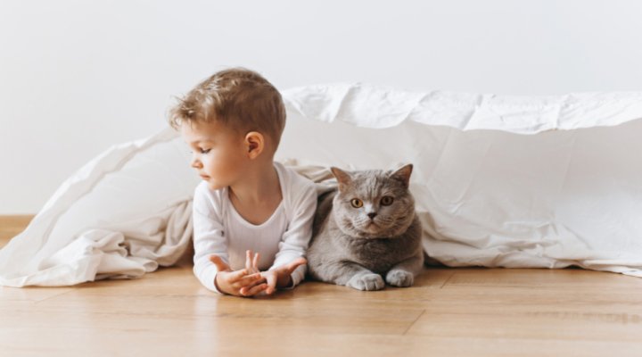 Benessere del gatto: segnali da osservare e buone abitudini quotidiane