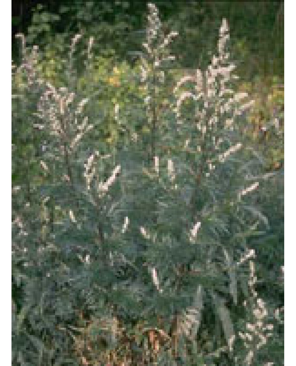 TSA ARTEMISIA VULGARIS 50ML