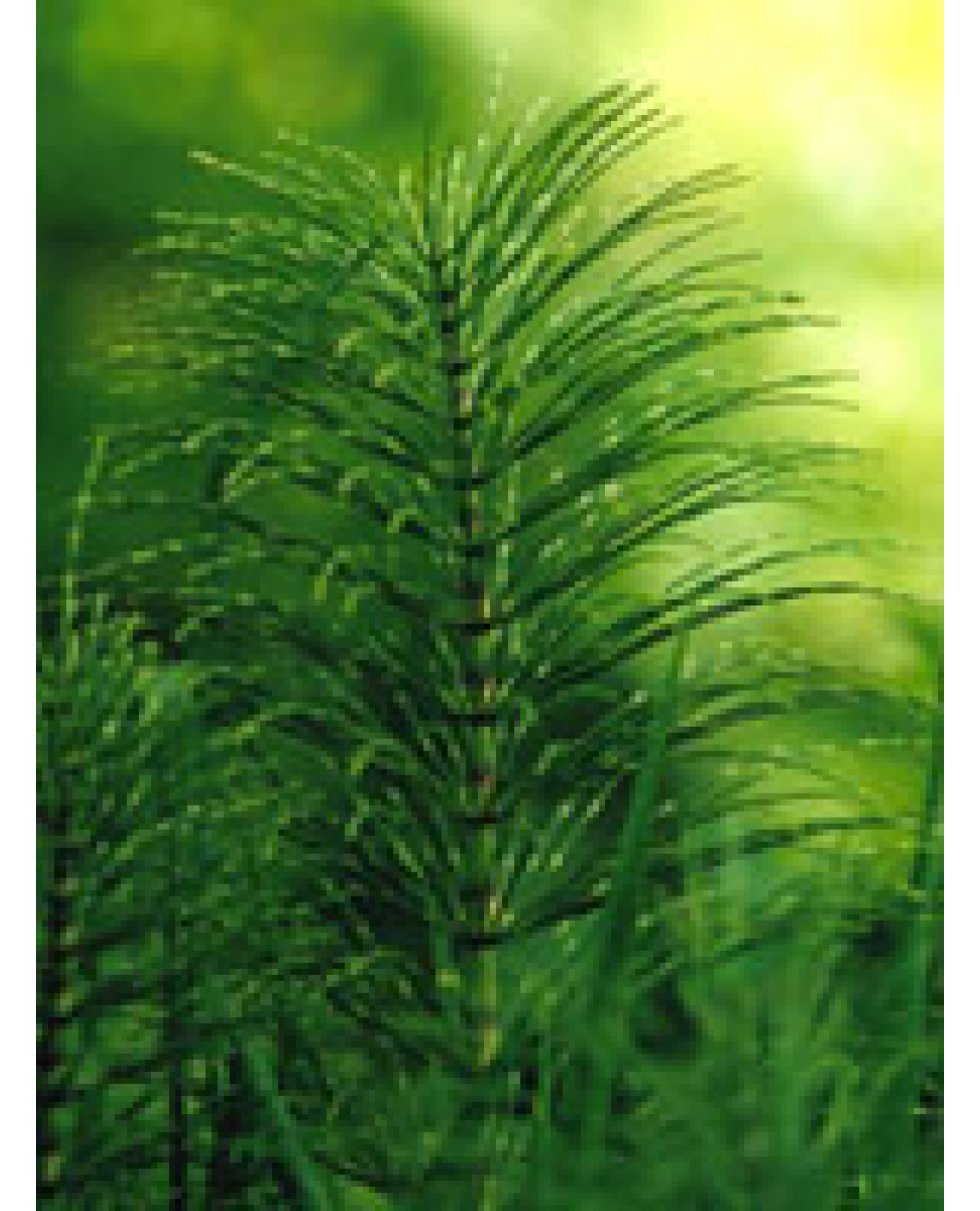 TSA EQUISETUM ARVENSE 50ML