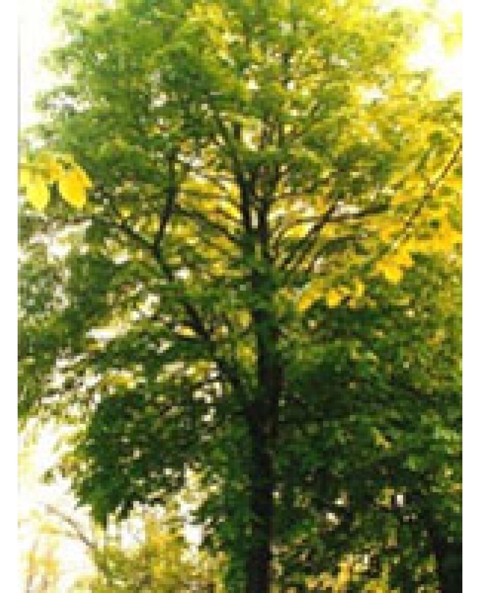 TSA TILIA EUROPEA 50ML